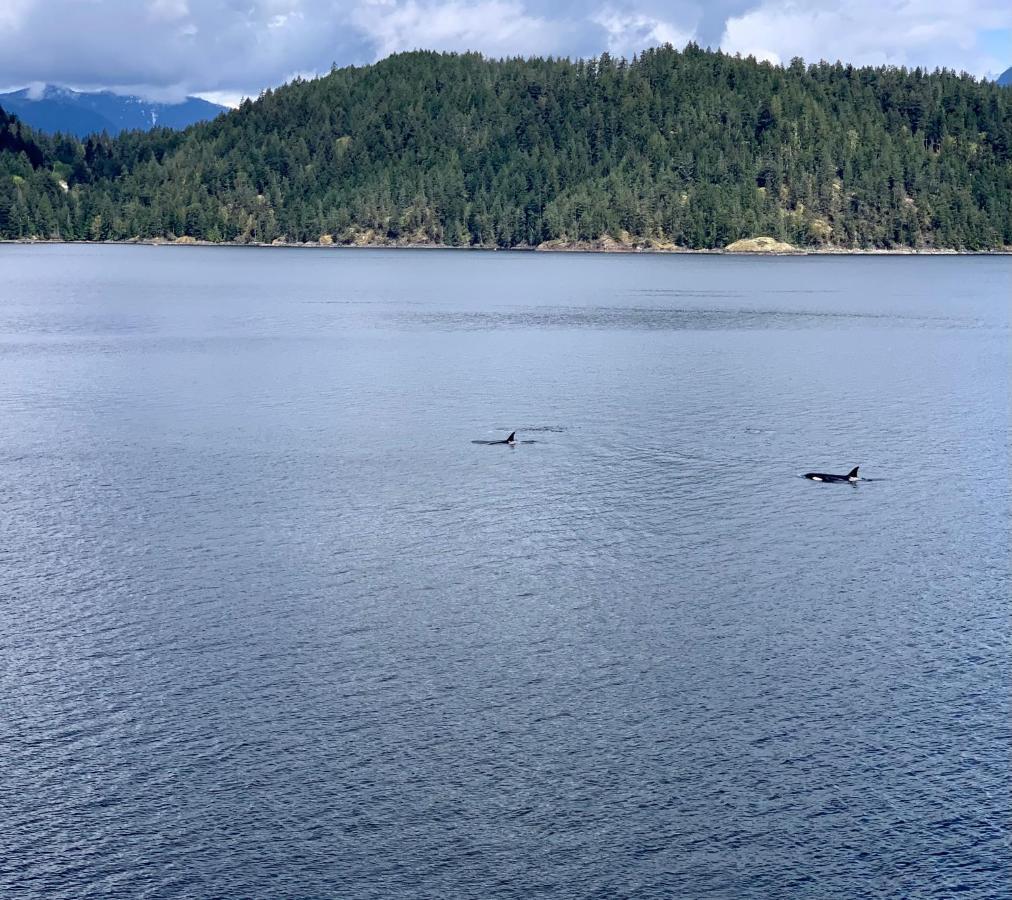 Bed and Breakfast Earls Cove Orca View Egmont Екстер'єр фото